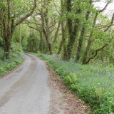 Lane near the cottage